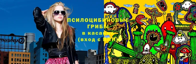 Псилоцибиновые грибы Cubensis  Кингисепп 